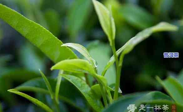 精品普洱茶哪里有卖的呢，我在上找寻精品普洱茶的购买渠道，你有什么好推荐吗？