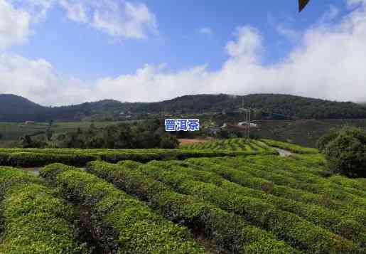 普洱茶园观景台：欣赏美丽茶园景色与详细介绍