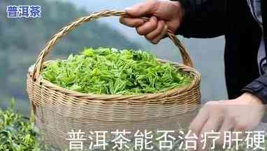 普洱茶治疗脂肪肝：效果怎样？