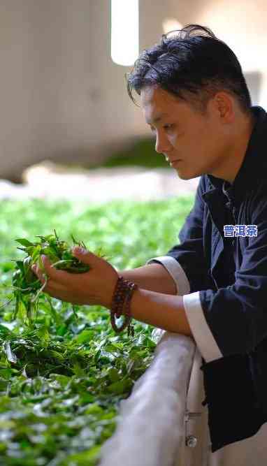 郭少华的茶怎么样？他是制茶大师，其茶是不是为学费茶？