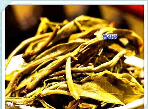 老班章古树茶的功效与作用，探秘老班章古树茶：揭示其神奇功效与作用