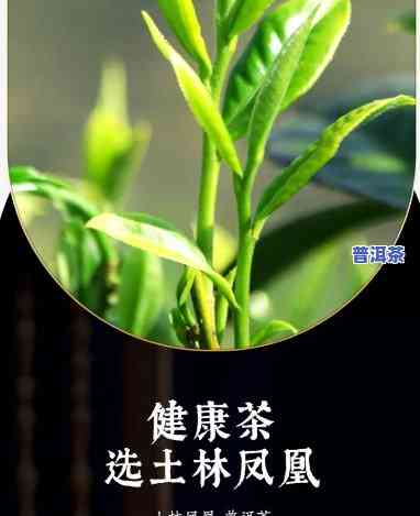 土林凤凰普洱茶生茶怎样-土林凤凰普洱茶价格