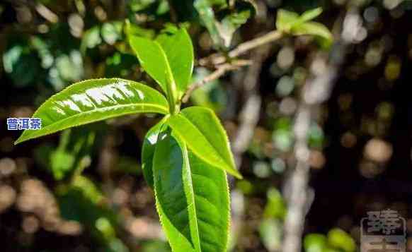 老班章古树土质特点-老班章古树数量