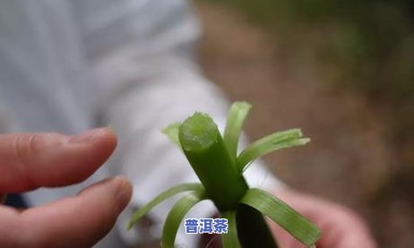 巴达山普洱茶特点属于哪个产区，揭秘巴达山普洱茶的特别特点及其所属的产区