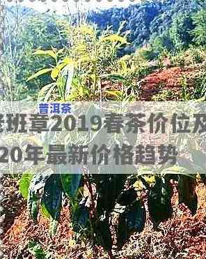 老班章2019春茶价位，深度解析：2019年老班章春茶市场价格走势与价值评估