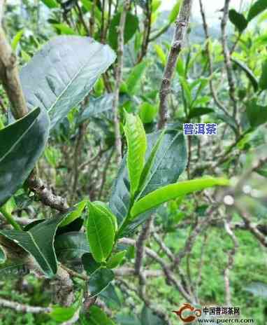 普洱茶原始树种类有几种-普洱茶原始树种类有几种图片