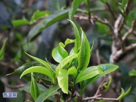 普洱茶原始树种类有几种-普洱茶原始树种类有几种图片