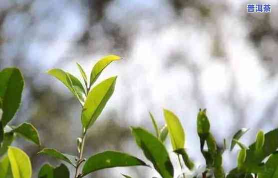 普洱茶原始树种类有几种-普洱茶原始树种类有几种图片