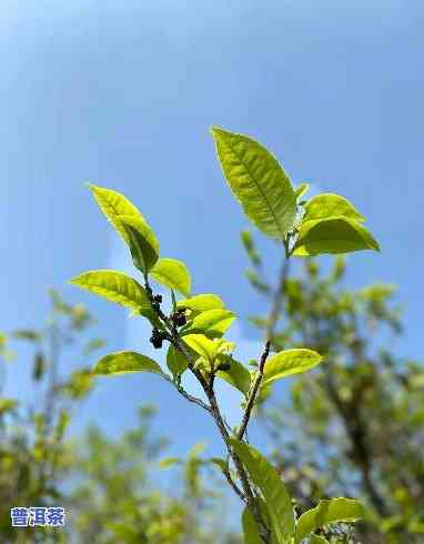 喝云南普洱茶有哪些好处-喝云南普洱茶有哪些好处呢