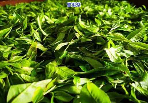 云南普洱茶集散电话-云南普洱茶集散电话号码