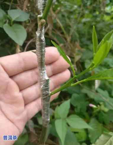 普洱茶都是嫁接的吗图片欣赏，欣赏：揭秘普洱茶嫁接技术，看看这些嫁接的普洱茶图片！