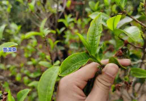 普洱茶都是嫁接的吗图片-普洱茶都是嫁接的吗图片大全