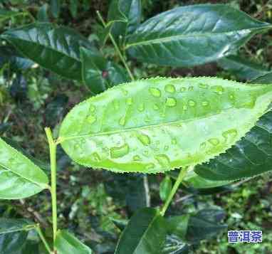 老班章春茶和雨后茶-老班章春茶和秋茶雨水茶区别