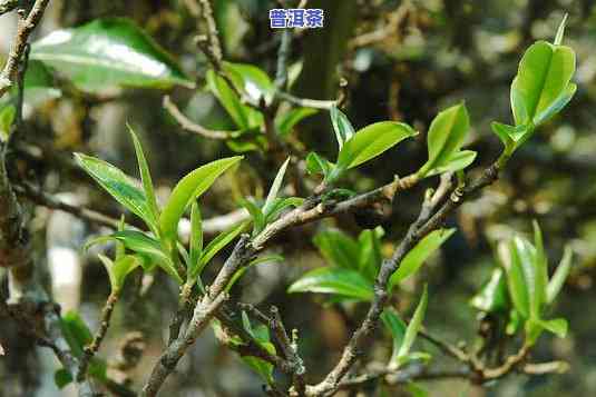 老班章春茶和雨后茶-老班章春茶和秋茶雨水茶区别