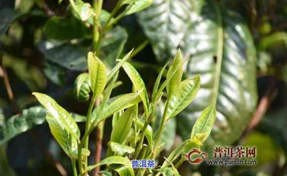 老班章春茶和雨后茶-老班章春茶和秋茶雨水茶区别