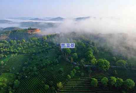 中华普洱茶苑地址在哪里-中华普洱茶苑地址在哪里啊