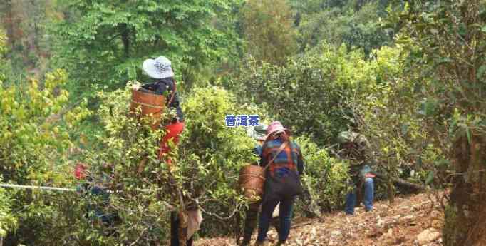 布朗乡老班章茶农协会，【热点】布朗乡老班章茶农协会：为茶农发声，维护茶叶市场秩序