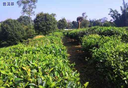 普洱茶台地茶多去哪里买-普洱茶台地茶多去哪里买比较好