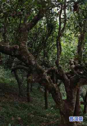 深度解析：老树普洱茶的口感究竟怎样？