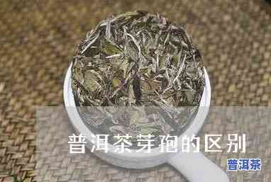 普洱芽孢怎么泡，怎样冲泡普洱芽孢：详细步骤与技巧