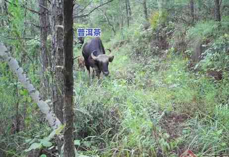 普洱袋泡茶冲泡方法-普洱袋泡茶冲泡方法视频