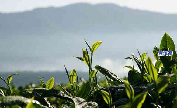 普洱市普洱茶产地：在哪里生产？