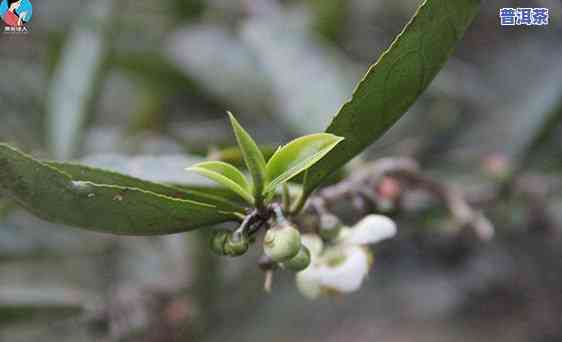 普洱茶加哪些花好喝点呢-普洱茶加哪些花好喝点呢女生