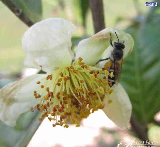 普洱茶加哪些花好喝点呢-普洱茶加哪些花好喝点呢女生