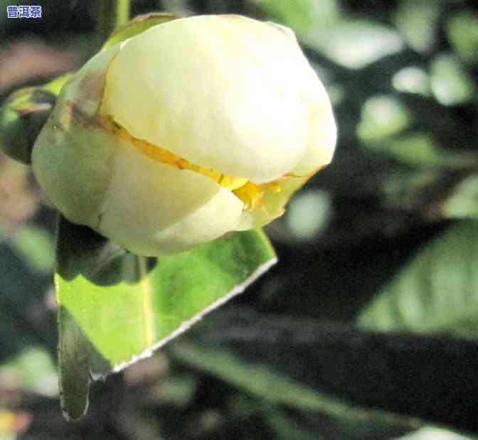 普洱茶加哪些花好喝点呢-普洱茶加哪些花好喝点呢女生