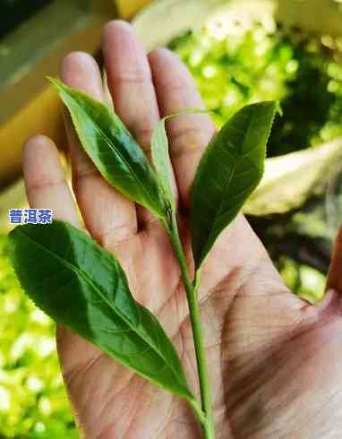 普洱茶各大山头鲜叶图片-普洱茶各大山头鲜叶图片高清