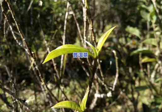 普洱茶各大山头鲜叶图片-普洱茶各大山头鲜叶图片高清