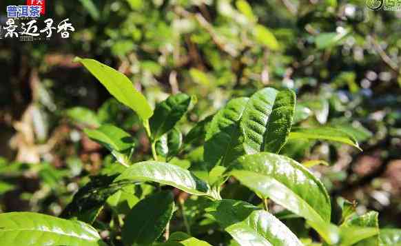 老班章为王，易武为后，景迈为妃：普洱茶三大名山的王者地位