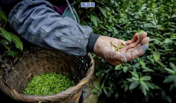 普洱碧螺春是什么意思，探秘茶叶世界：普洱碧螺春的含义解析