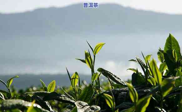 地界普洱茶，探索云南普洱茶的世界：地界的特别风味与历史