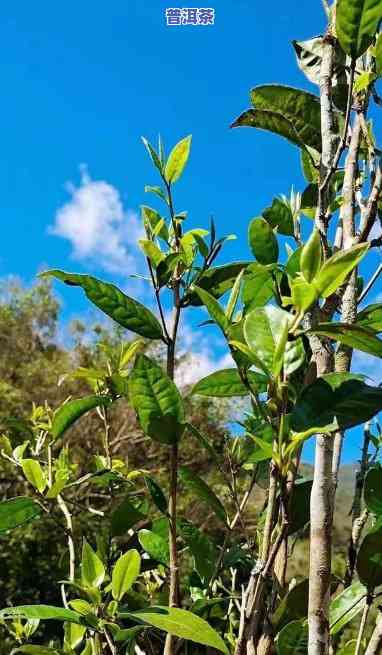 曼松王子山茶口感，探索曼松王子山茶的特别口感：一次味觉的盛宴