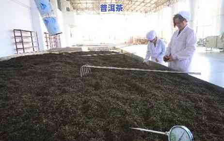 熟普洱茶能除脾胃湿热吗-熟普洱茶能除脾胃湿热吗怎么喝