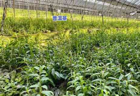 普洱茶看起来为啥那么浓-普洱茶看起来为啥那么浓稠