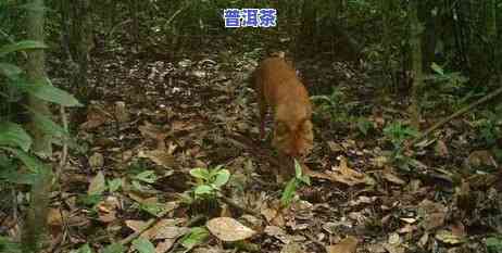 探究野猪塘普洱茶的特别特点与魅力