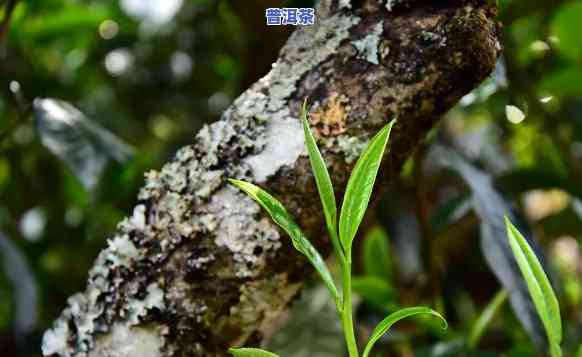 名山古树茶价格，探寻名山古树茶的珍稀价值：价格解析与品鉴指南