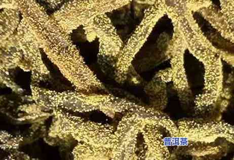 家里存放普洱茶有金花吗有吗，家中保存普洱茶出现金花现象是不是安全？