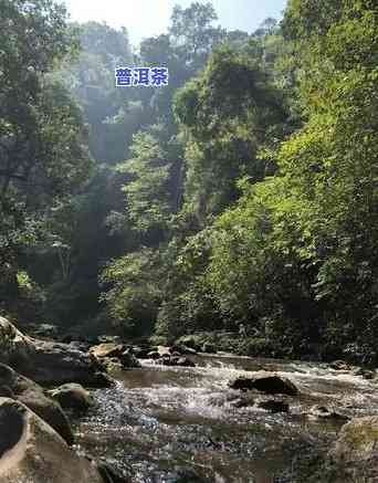 弯弓普洱茶的特点，探秘弯弓普洱茶的特别特点