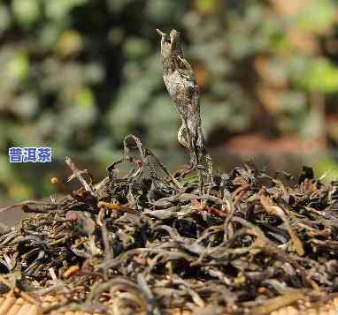 弯弓茶在普洱茶里算什么-弯弓茶在普洱茶里算什么类型