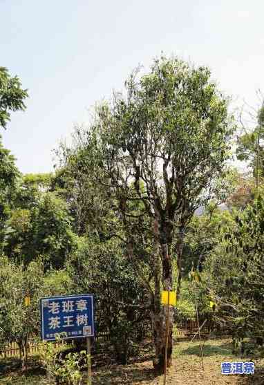 老班章古树茶厂，探秘老班章古树茶厂：品味千年茶香的源头之地