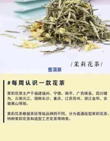 大叶子茉莉花茶：品种对比与选购指南