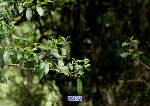 古树普洱茶属于哪种茶类？详解其所属茶种特性与分类