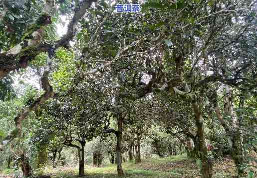 卫东古树普洱茶口味特点-卫东古树普洱茶口味特点和特点