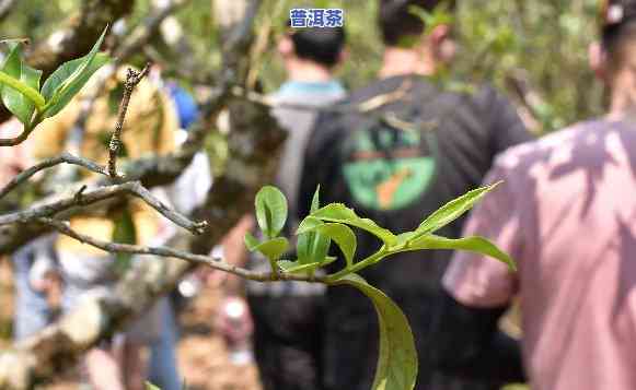 探究老班章茶高价起因：为何如此昂贵？