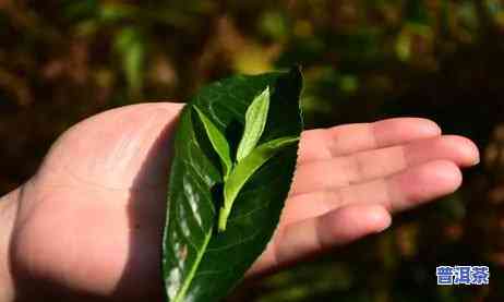 大叶乔木茶与普通茶有何区别？探讨两者的主要差异