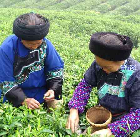 大叶乔木茶与普通茶有何区别？探讨两者的主要差异