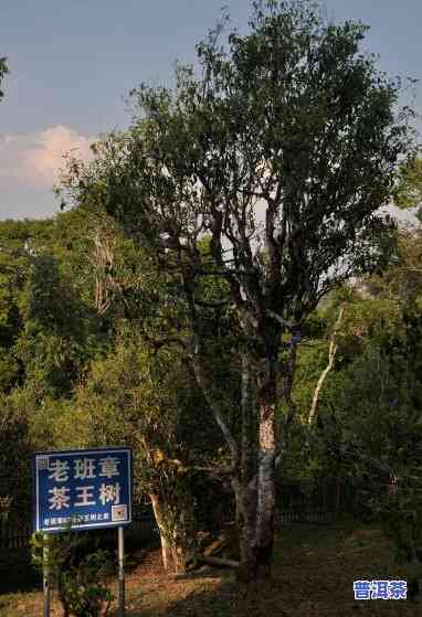 老班章茶王村树龄有多少年了，揭秘老班章茶王村古树茶的树龄，你知道多少年了吗？